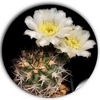 Acanthocalycium Chionanthus