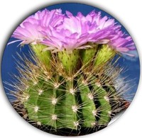 Acanthocalycium Violaceum