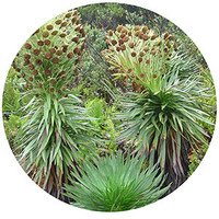 Argyroxiphium Grayanum