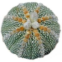 Astrophytum