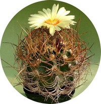 Astrophytum Selinis