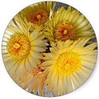 Astrophytum Asterias