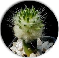 Austrocylindropuntia Subulata