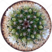 Echinocereus