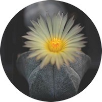 Echinopsis - Lobivia