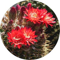 Orchid Cactus -Epiphyllum Ackermannii