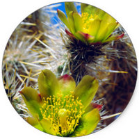 Cylindropuntia Fulgida