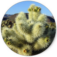 Cylindropuntia Fulgida