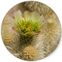 Cholla Cactus - Cylindropuntia Fulgida