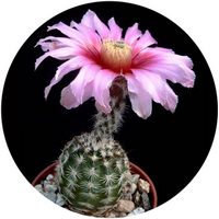 Echinocereus