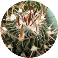 Echinofossulocactus