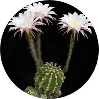 Echinopsis