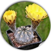 Echinopsis