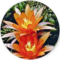 Echinopsis - Lobivia