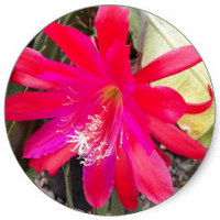 Orchid Cactus -Epiphyllum Ackermannii