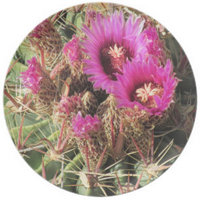Ferocactus Latispinus