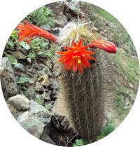 Loxanthocereus Hoffmannii