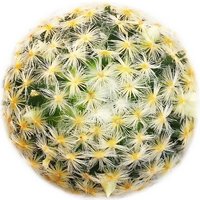 Mammillaria
