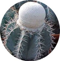 Melocactus