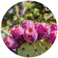 Opuntia