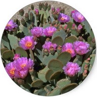Opuntia - Nopal