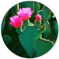 Opuntia - Nopal