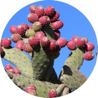 Opuntia