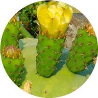 Opuntia - Nopal