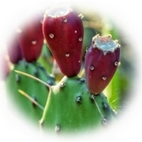 Opuntia Ficus-Indica