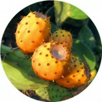 Opuntia Ficus-Indica