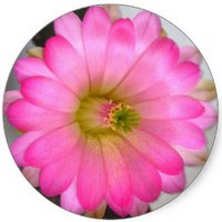 Pereskia Bleo - Rose Cactus