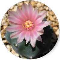 Peyote: Lophophora Williamsii