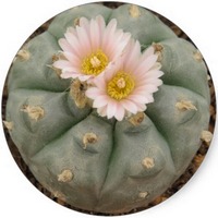 Peyote: Lophophora Williamsii