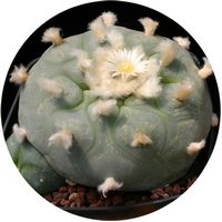 Peyote: Lophophora Williamsii