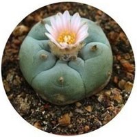 Peyote: Lophophora Williamsii