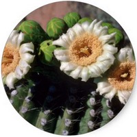 Saguaro - Carnegiea Gigantea