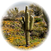Saguaro - Carnegiea Gigantea