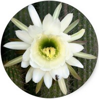 Selenicereus Grandiflorus - Dama de la Noche