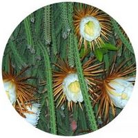 Selenicereus Grandiflorus - Dama de la Noche