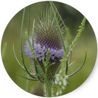 Cardencha - Teasel - Dipsacus Fullonum