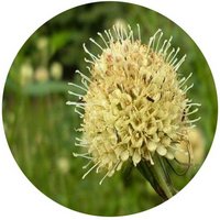 Dipsacus Asperoides