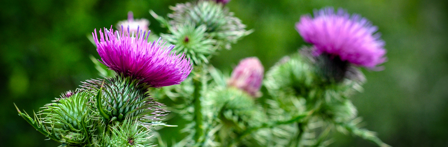Carduus