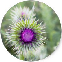Chardon - Carduus - Thistle