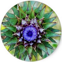 Chardon - Carduus - Thistle