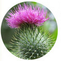 Onopordum Acanthium