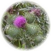 Cirsium Vulgare