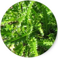 Cardo crespo: Carduus Pycnocephalus