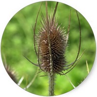 Cardo - Thistle
