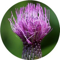 Cirsium Japonicum