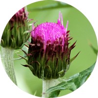 Cirsium Japonicum